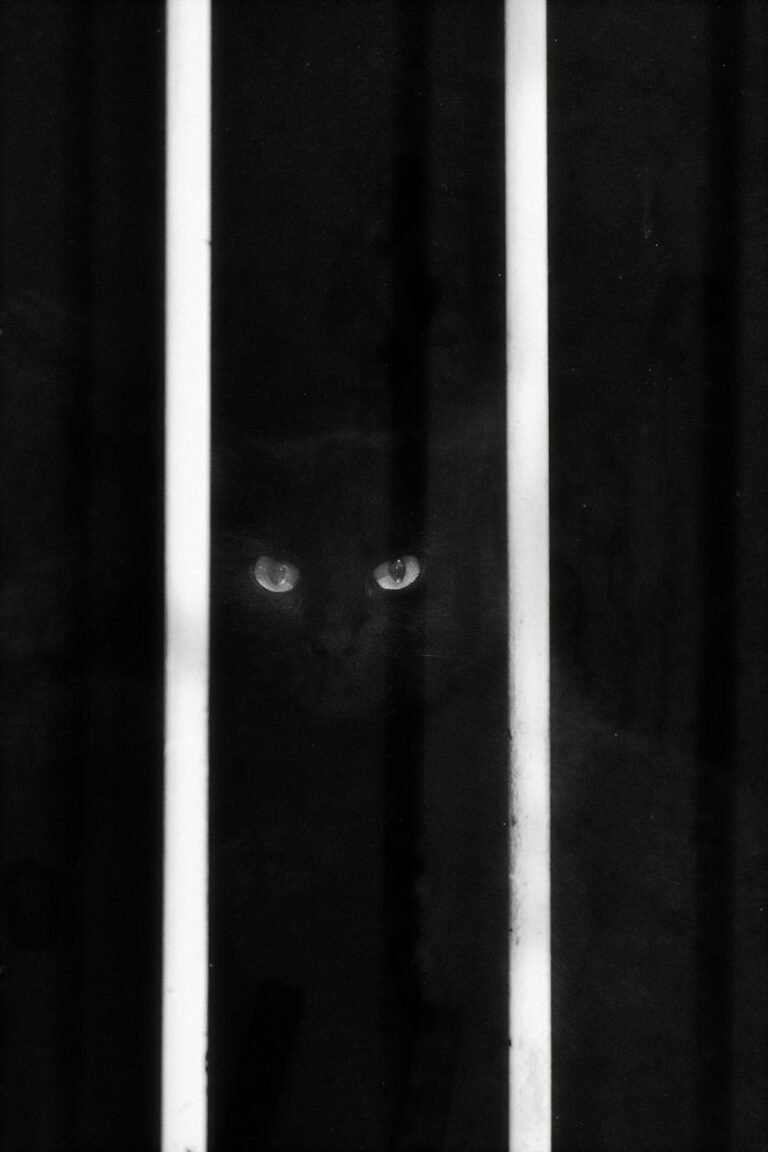 Mysterious black cat peering through vertical bars in a moody artistic black and white style.